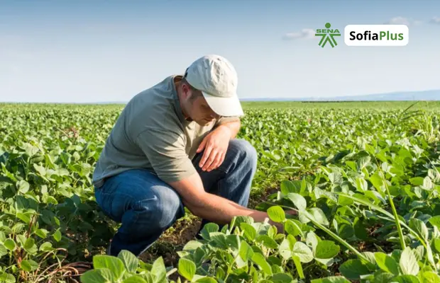 Perfil Profesional Técnico en Proyectos Agropecuarios