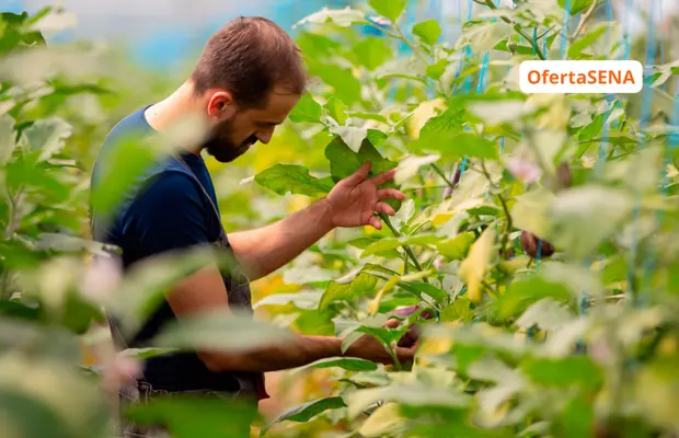 Técnico en Cultivos Agrícolas SENA Sofia Plus